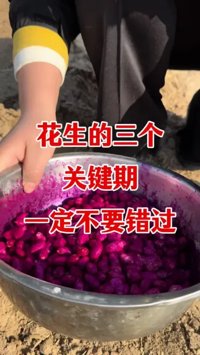 花生种植三个关键期#花生高产叶面肥 #花生种植 #花生种植管理技术 #花生膨大粒粒饱 #花生高产种植