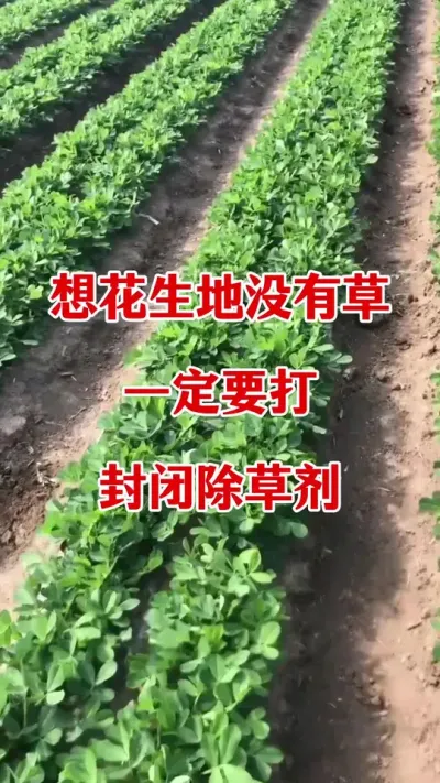 花生苗前封闭除草剂#花生种植 #花生苗前封闭除草剂 #苗前封闭除草剂 #除草剂 #花生种植管理