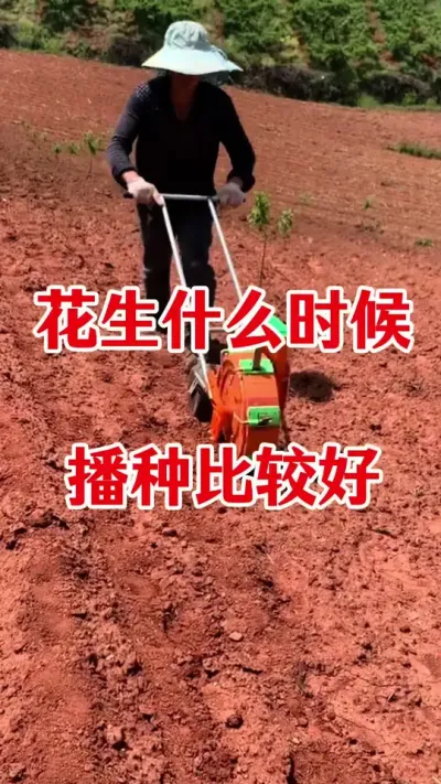 花生什么时候播种比较好#花生种植 #花生播种时间 #花生底肥 #花生颗粒硼肥 #花生种植时间