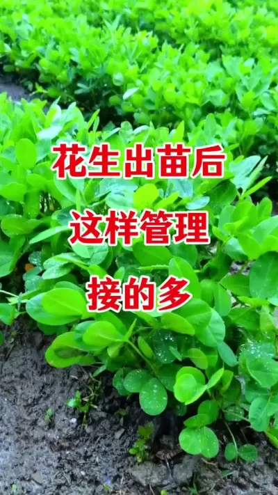 花生出苗后怎样管理#花生膨大粒粒饱 #花生种植 #花生高产种植 #花生高产配方 #花生高产管理