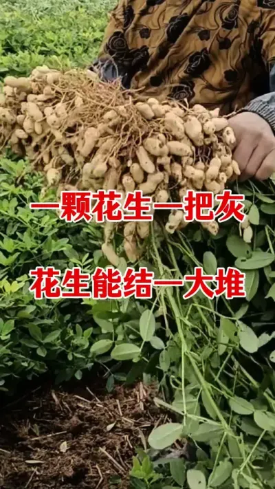 花生种植怎样拌种#花生种植 #拌种剂 #花生拌种剂 #花生拌种 #拌种剂