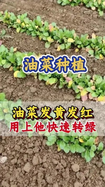 油菜叶片发黄发红一招解决#油菜叶片发黄 #油菜叶片发红发紫 #黄叶烂叶一喷灵 #油菜高产管理 #油菜种植