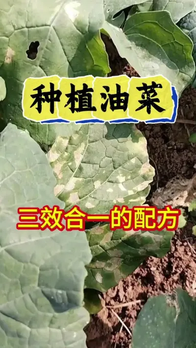油菜想要高产丰收，一定要做好病虫害防治#病虫害防治 #油菜病虫害防治 #油菜一喷三防 #油菜种植管理 #油菜种植