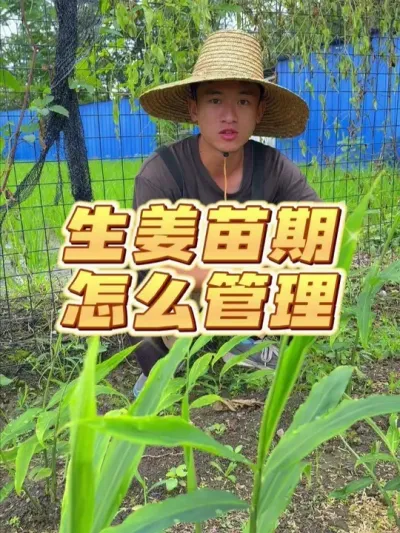 生姜苗期怎么管理？ #种植小技巧 #关注我一起学种菜 #自己种的纯天然的绿色蔬菜 #家庭种植 #学种菜