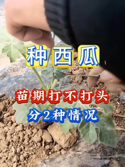西瓜苗期到底打不打头 #西瓜种植 #西瓜打头 #西瓜打芽 #西瓜移栽 #西瓜管理