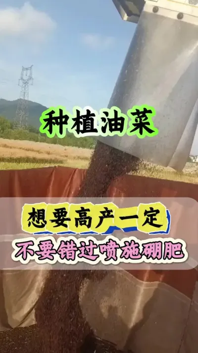 油菜种植千万别错过硼肥#硼肥的功效与作用 #流体硼 #油菜专用硼肥 #硼肥对植物的作用 #油菜种植管理