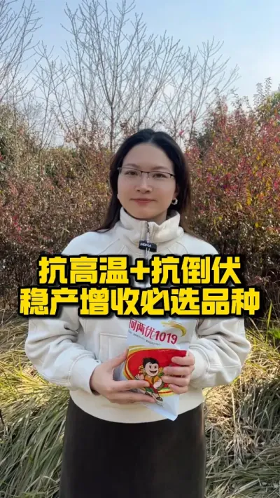 抗高温+抗倒伏，稳产增收必选品种 #种之道 #水稻品种 #高产   #春耕进行时 #珂两优1019