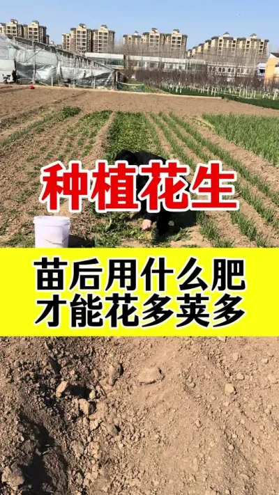 花生出苗后施肥怎样选#花生种植 #花生高产叶面肥 #花生膨大粒粒饱 #花生高产种植 #花生高产