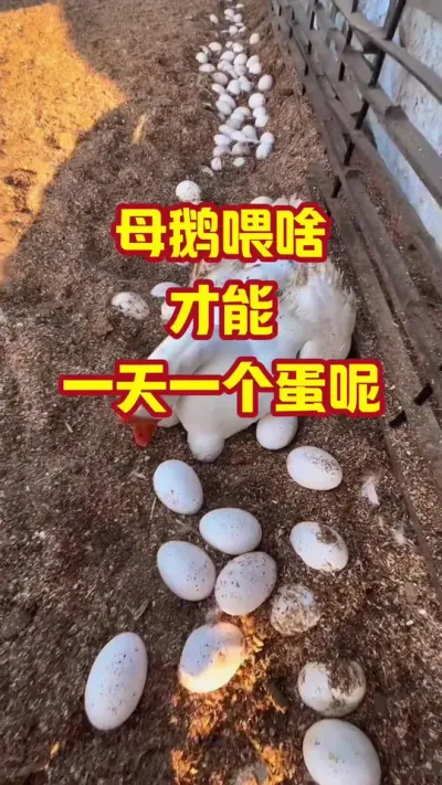 母鹅喂啥，才能，一天一个蛋呢#抖音三农#养鹅#养殖
