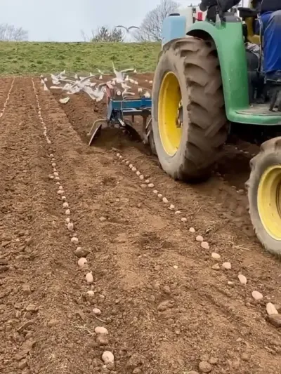 第840集｜如此播土豆🥔🥔！ #拖拉机 #土豆 #土豆播种机