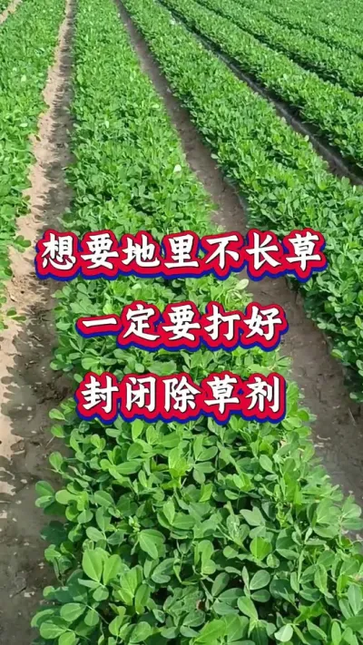 花生苗前封闭除草配方#花生种植 #花生苗前封闭 #花生苗前封闭除草剂 #除草剂 #花生高产种植