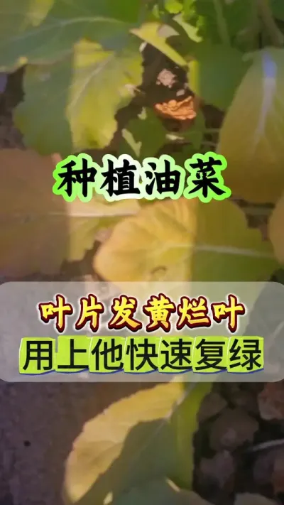 油菜黄叶烂叶烂根怎样防治#油菜黄叶 #黄叶烂叶一喷灵 #油菜黄叶红叶 #油菜高产种植 #油菜种植