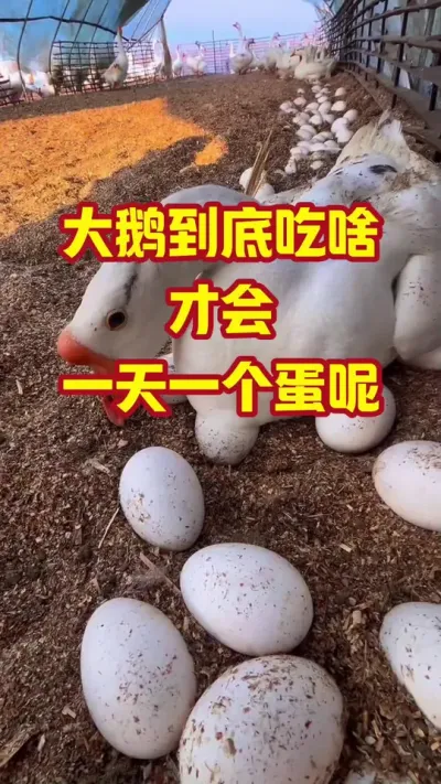 大鹅到啥吃啥，才能，一天一个蛋呢#抖音三农#养鹅#养殖