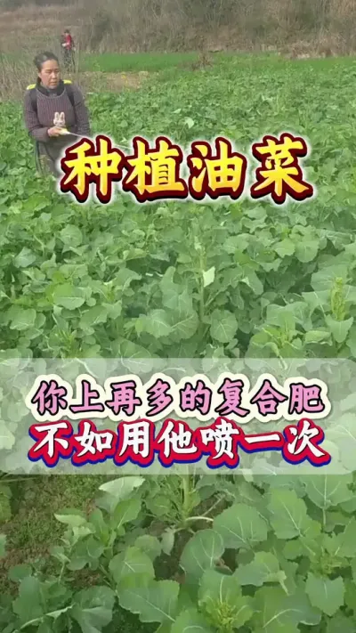 油菜硼肥必不可少的生殖元素#硼肥的功效与作用 #硼肥对植物的作用 #油菜硼肥 #流体硼 #油菜高产种植技术