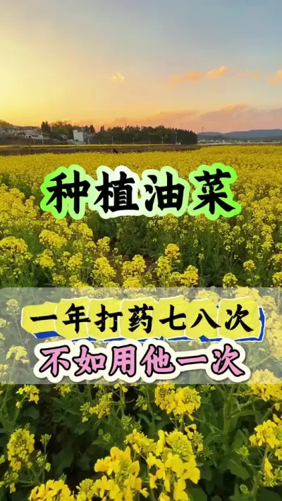 油菜种植一年打药七八次都不如用它一次#油菜肥料配方 #油菜叶面肥的配制方法 #油菜种植 #油菜高产种植 #油菜种植管理