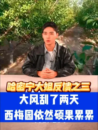 来自哈密宁大姐的反馈之三: 刮了两天大风西梅园依然硕果累累[强][强][强]#大风落果 #农田行者#农田行者技术服务联盟#西梅种植#农田行者讲西梅