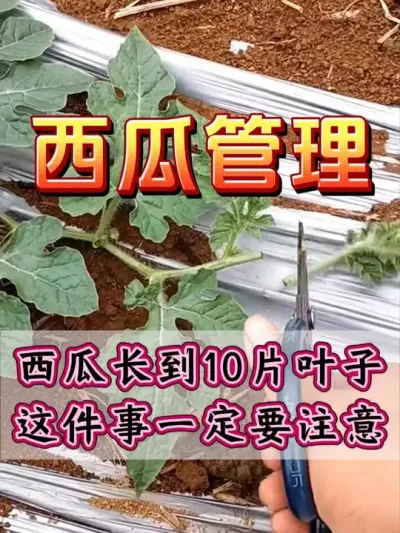 西瓜长到10片叶子这件事一定要做 #西瓜种植 #花芽分化 #西瓜坐瓜 #西瓜移栽 #西瓜管理