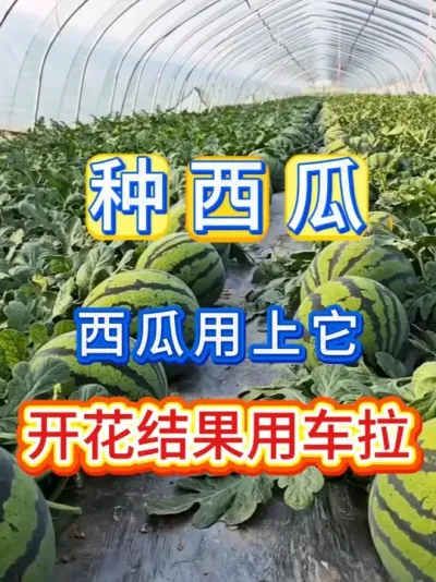 西瓜用上它开花结果用车拉 #西瓜种植 #西瓜种植技术 #种植小技巧 #大棚西瓜 #无限回购的宝藏单品