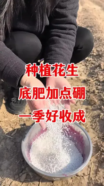 花生加点硼，一季好收成#花生高产种植 #花生施肥 #花生花生颗粒硼肥 #花生种植 #花生底肥