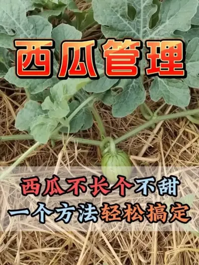 西瓜不长个不甜一个方法轻松搞定 #西瓜种植 #露天西瓜 #西瓜管理#来抖音学农技 #无限回购的宝藏单品