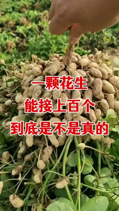 花生怎样管理接的多#花生种植 #花生高产叶面肥 #花生高产种植 #花生膨大粒粒饱 #花生高产