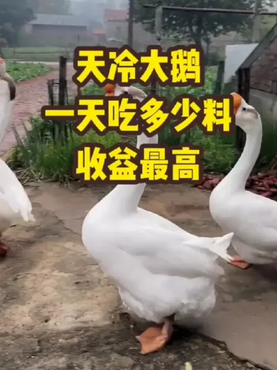 天冷大鹅，一天吃多少料，收益最高 #抖音三农#养鹅#养殖