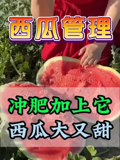 冲肥加上它西瓜大又甜 #西瓜种植 #膨大增甜#西瓜管理 #助力农业发展 #来抖音学农技