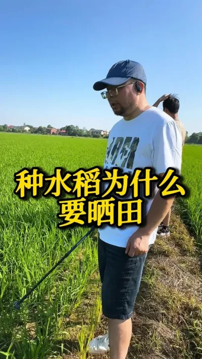 种水稻为什么要晒田 #种之道 #水稻种植技术 #高产 #新农人计划 #田间水肥管理