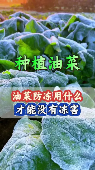 油菜防冻配方#油菜冻害防治 #油菜防冻配方 #植物防冻剂 #植物防冻液抗冻剂 #油菜高产种植