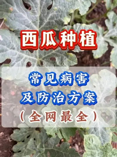 西瓜常见病害及防治方案 #西瓜种植 #西瓜种植技术 #种植小技巧 #大棚西瓜 #西瓜病害防治