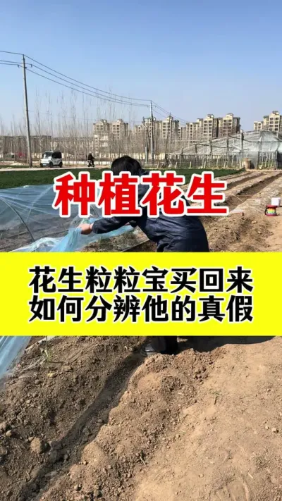 花生高产叶面肥，怎样使用效果最佳#花生高产叶面肥 #花生高产种植 #花生高产管理 #花生膨大粒粒饱