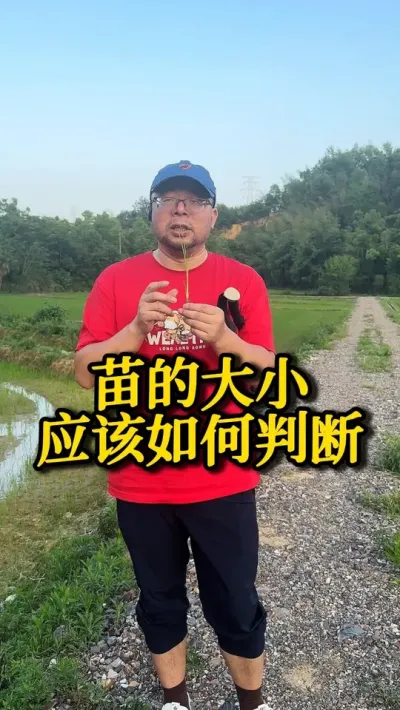 苗的大小应该如何判断 #种之道 #水稻种植技术 #高产 #新农人计划 #田间水肥管理