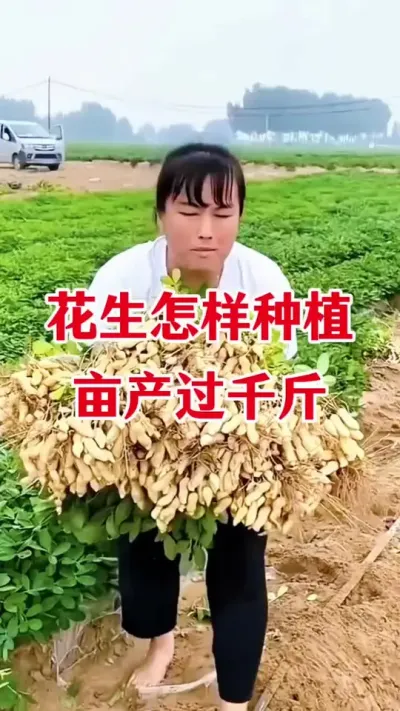 花生高产种植管理#花生种植 #花生高产叶面肥 #花生高产种植 #花生膨大粒粒饱 #花生