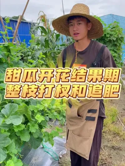 甜瓜开花结果期如何整枝打杈和追肥？ #种植小技巧 #关注我一起学种菜 #自己种的纯天然的绿色蔬菜 #家庭种植 #学种菜