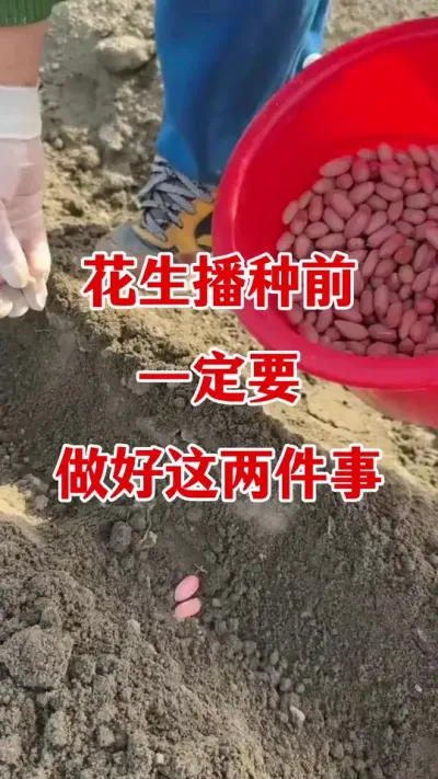 花生种植注意事项#花生种植 #花生高产 #花生种植管理技术 #花生种植管理 #花生管理
