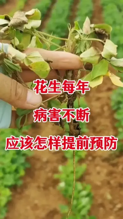 花生土传病害不断，应该怎样提前防治#花生种植 #花生种植管理技术 #土壤改良 #耕卫壤净 #花生病害防治