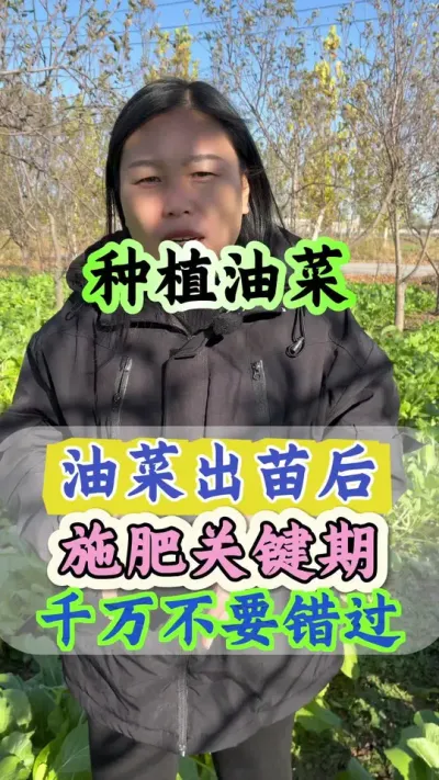 油菜种植施肥关键期#正确施肥方法 #油菜肥料配方 #油菜种植技术 #油菜猛涨增产宝 #油菜高产叶面肥
