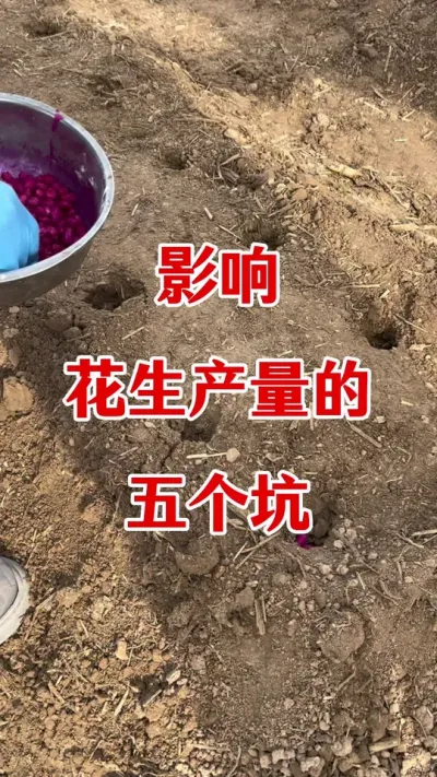 影响花生产量的5个坑#花生种植 #花生高产种植 #花生种植注意事项 #花生高产管理