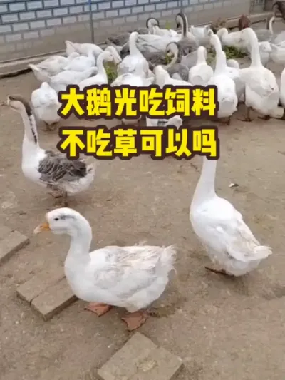 大鹅光吃饲料，不吃草可以吗 #抖音三农#养殖#养鹅
