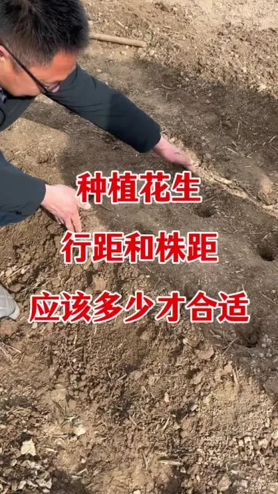 花生种植行距株距多少合适#花生种植 #花生播种注意事项 #花生施肥 #花生颗粒硼肥 #花生种植管理技术