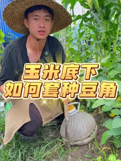 玉米底下如何套种豆角？ #种植小技巧 #关注我一起学种菜 #自己种的纯天然的绿色蔬菜 #家庭种植 #我的小菜园