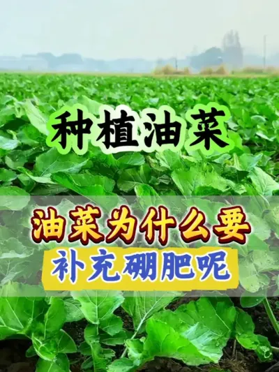 油菜种植硼肥什么时候使用效果好#硼肥的功效与作用 #油菜硼肥 #油菜流体硼肥 #油菜种植 #油菜种植管理