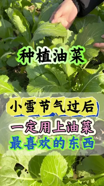 油菜病虫害防治配方#病虫害防治 #油菜一喷三防 #油菜高产种植 #油菜病虫害防治 #油菜种植