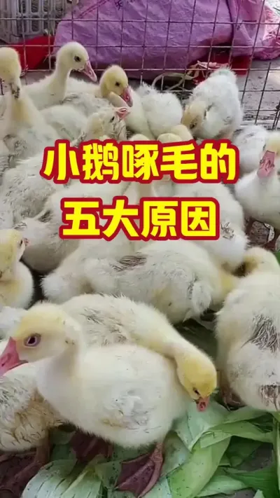 小鹅啄毛的，五大原因#抖音三农#养鹅#养殖