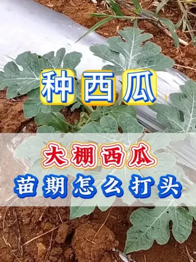 大棚西瓜苗期打头 #西瓜种植 #西瓜打头 #种植小技巧 #大棚西瓜 #西瓜管理