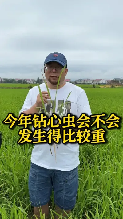 今年钻心虫会不会发生得比较重 #种之道 #水稻种植技术 #高产 #新农人计划 #钻心虫防治