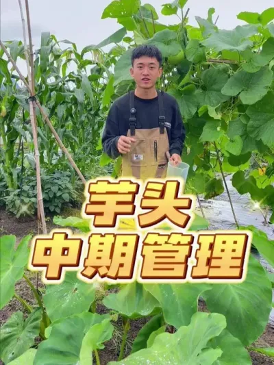 芋头中期如何管理？ #种植小技巧 #关注我一起学种菜 #芋头 #自己种的纯天然的绿色蔬菜 #家庭种植