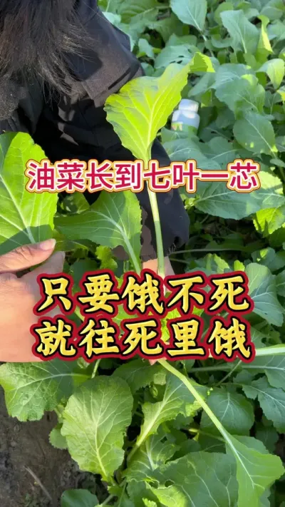 油菜只要饿不死就往死里饿#油菜种植管理 #油菜种植技术和管理 #油菜高产叶面肥 #油菜猛涨增产宝 #油菜种植