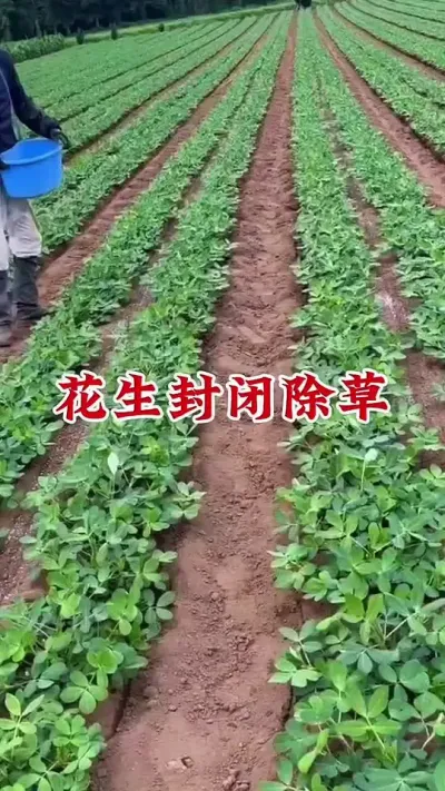 花生年前封闭除草配方#花生种植 #花生苗前封闭 #花生苗前封闭除草剂 #除草剂 #苗前封闭除草剂