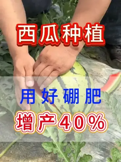 硼肥用的好西瓜产量才会高 #西瓜种植 #西瓜种植技术 #种植小技巧 #大棚西瓜 #农业种植技术